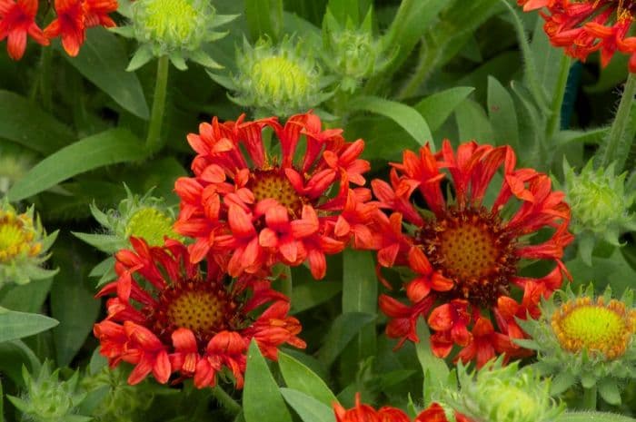 blanketflower 'Fanblaze'