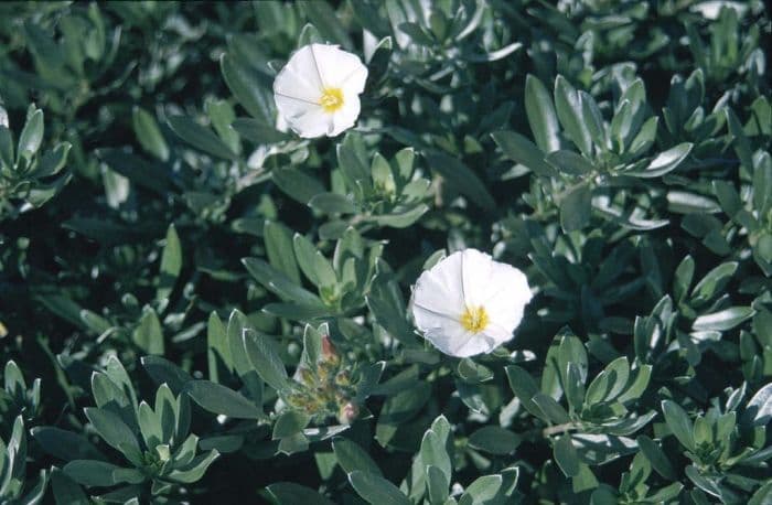 shrubby bindweed