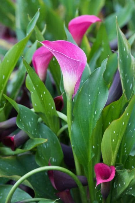 arum lily 'New York'