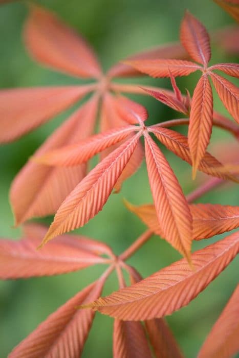 Caroline horse chestnut 'Erythroblastos'