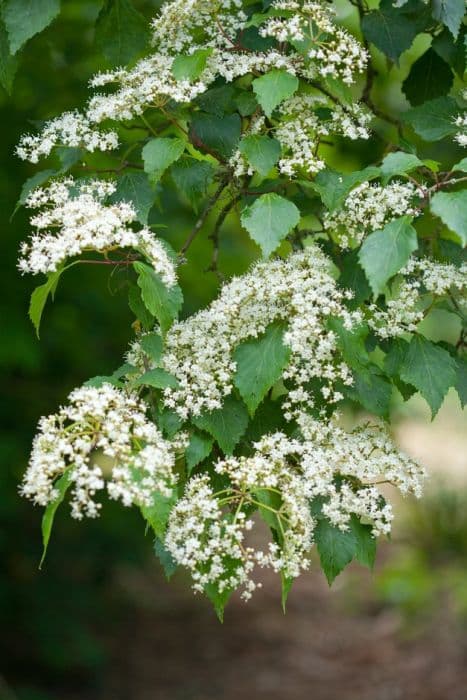 birchleaf viburnum