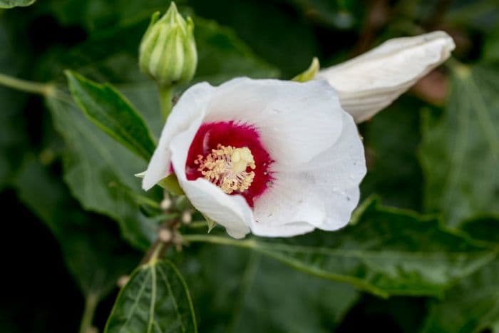 Chinese rose of Sharon 'Ruby Glow'