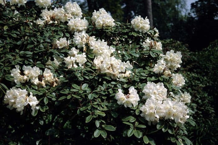 rhododendron 'Unique'