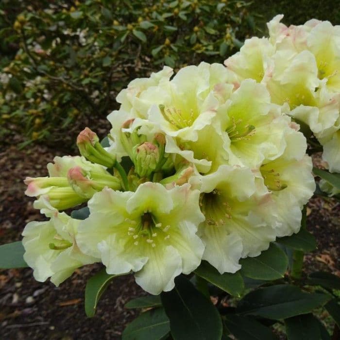 rhododendron 'Jessica de Rothschild'