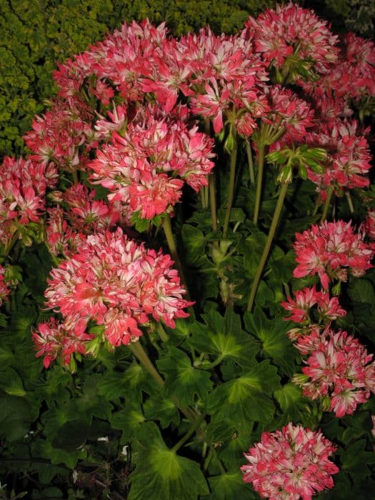 geranium 'Brian West Butterfly'