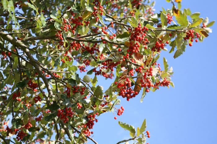 Swedish whitebeam