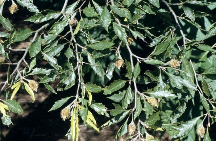 fern-leaved beech