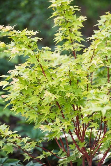 Japanese maple 'Winter Flame'