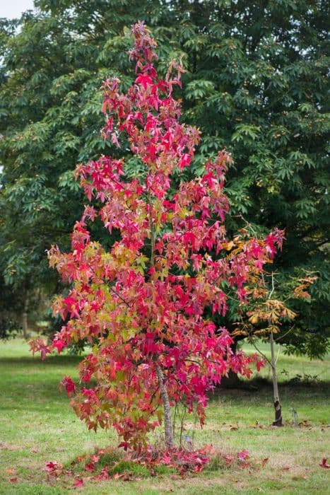 sweet gum 'Corky'