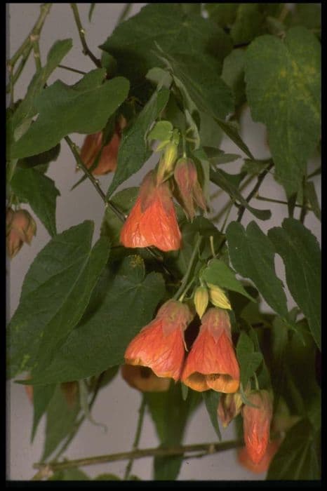 abutilon 'Orange Glow'