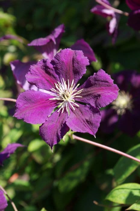 clematis 'Blue Belle'