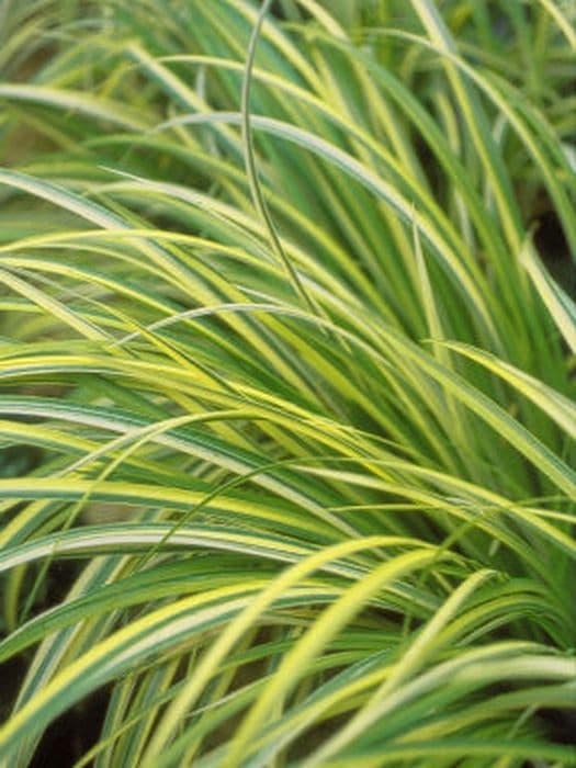 Japanese sedge 'Evergold'