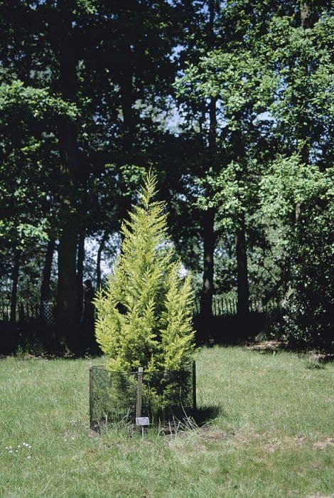 Monterey cypress 'Goldcrest'