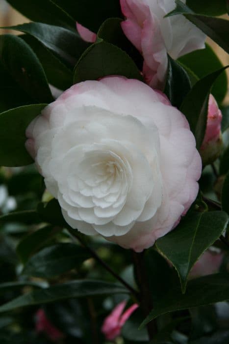 camellia 'Desire'