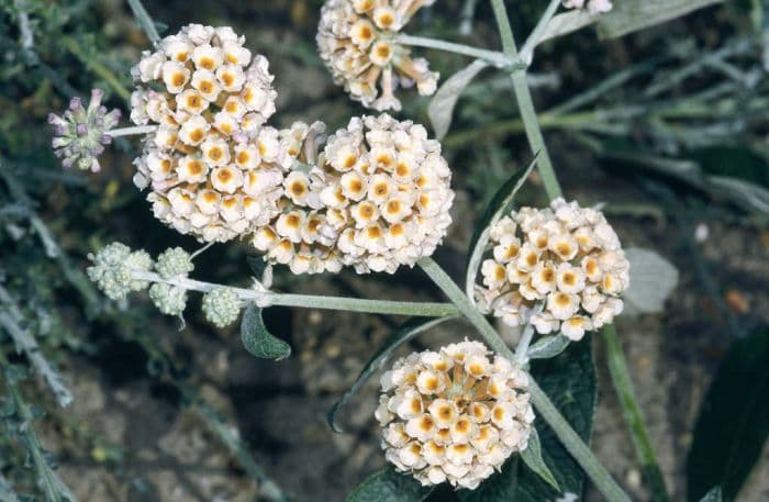 butterfly bush 'Sungold'