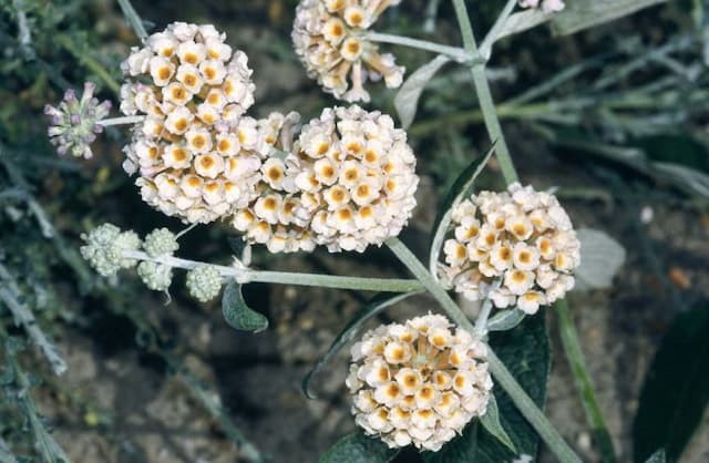 Butterfly bush 'Sungold'