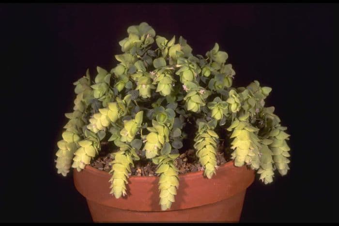 round-leaved oregano