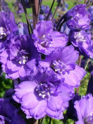 Delphinium elatum 'Misty Mauves'