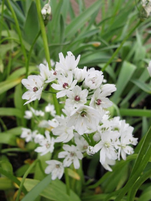 Neapolitan garlic Cowanii Group