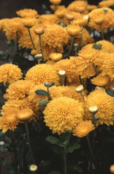 chrysanthemum 'Bronze Pennine Wine'