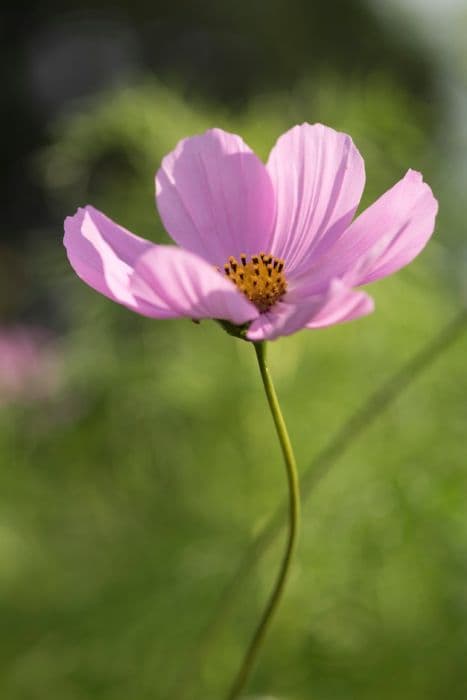 cosmea Sensation Series