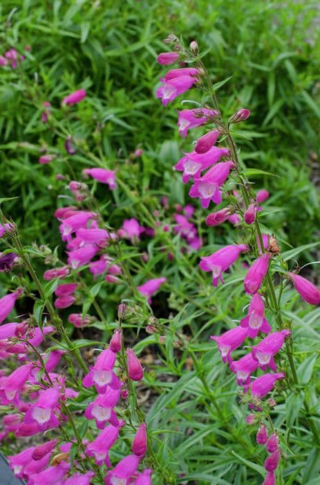 penstemon 'Elgar Nimrod'