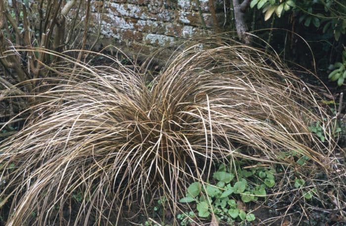 leatherleaf sedge