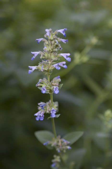 Caucasus catmint