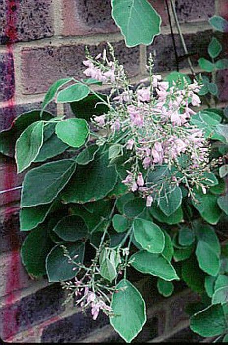 elegant tick clover