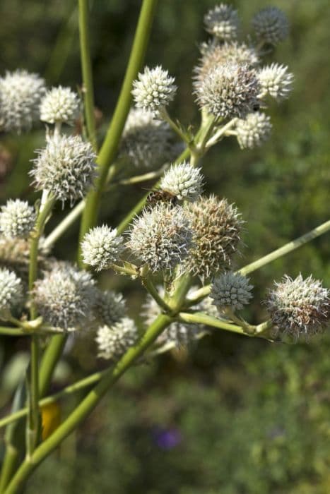 button snakeroot