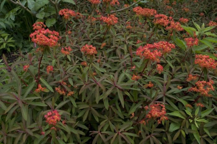 spurge 'Fireglow'