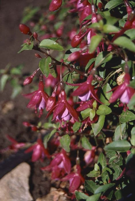 fuchsia 'Son of Thumb'