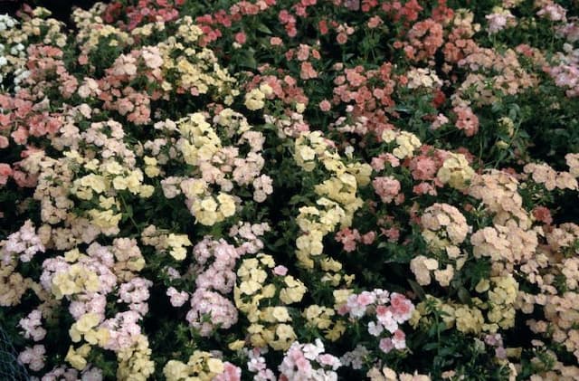 Annual phlox 'Phlox of Sheep'