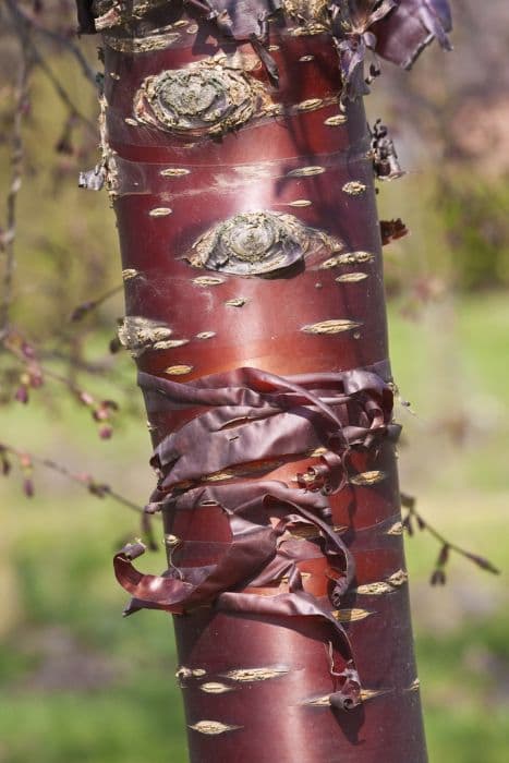 Tibetan cherry 'Branklyn'