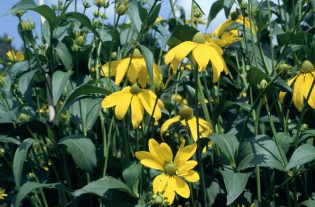 Coneflower 'Herbstsonne'