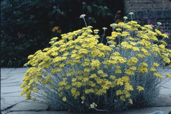 curry plant