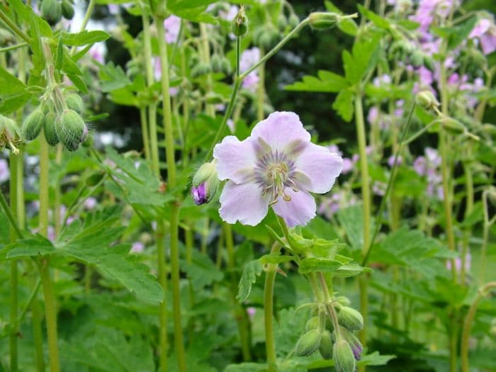 dusky cranesbill 'Joan Baker'