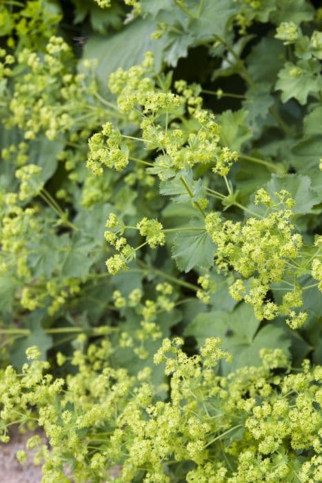 lady's mantle