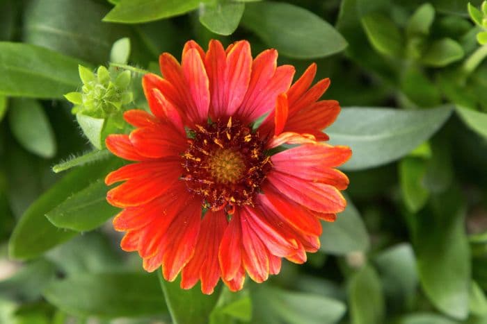 blanketflower 'Celebration'