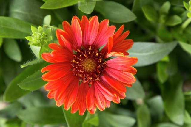 Blanketflower 'Celebration'