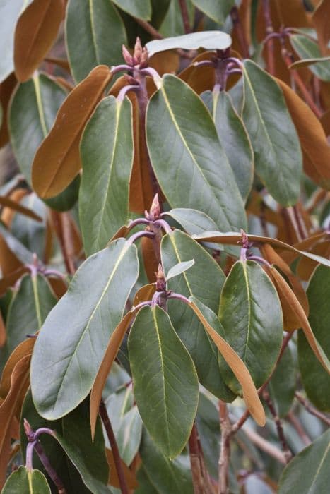 bell-flowered rhododendron