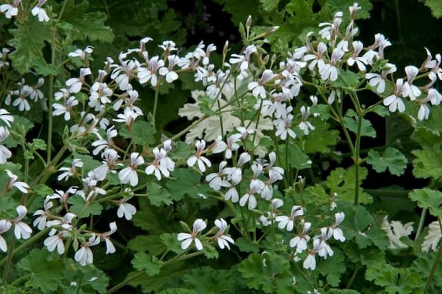 Pelargonium 'Olga Shipstone'