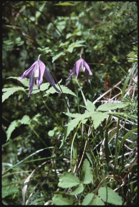 Austrian clematis