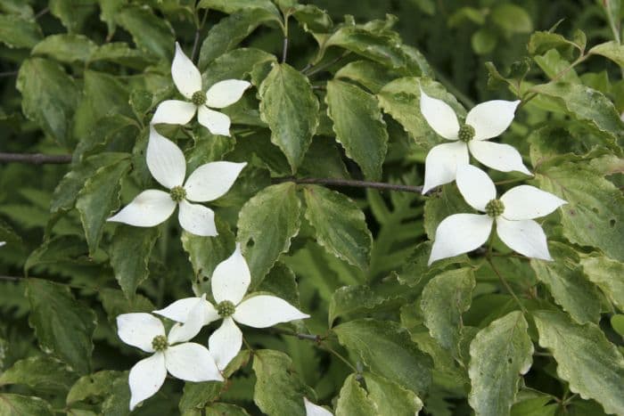 Chinese dogwood 'White Dusted'