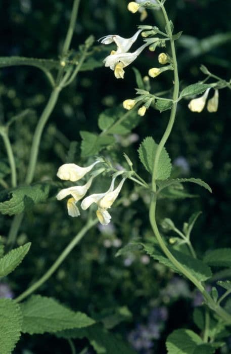 catmint