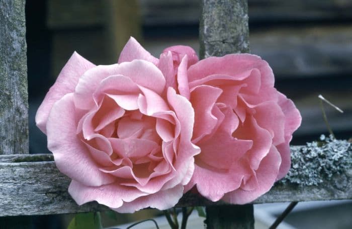 rose 'Madame Grégoire Staechelin'