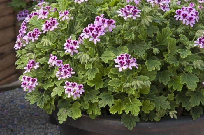 pelargonium 'Orange Fizz'