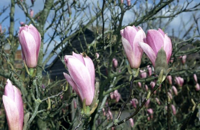 magnolia 'Heaven Scent'