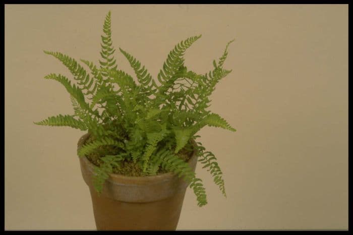 holly-fern woodsia