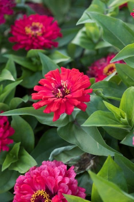 zinnia 'Short Stuff Cherry Shade'